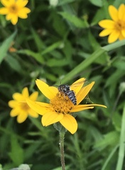 Synocoelioxys