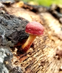 Gymnopilus thiersii