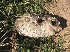 Dicotylichthys punctulatus