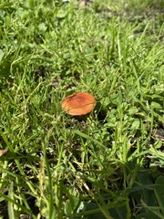 Leratiomyces ceres