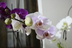 Phalaenopsis