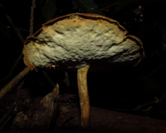 Fungi