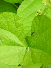 Myrmarachne melanocephala