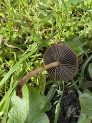 Leratiomyces ceres