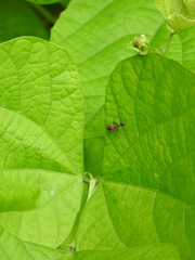 Myrmarachne melanocephala