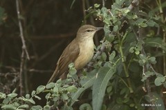 Acrocephalus stentoreus