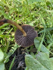 Leratiomyces ceres