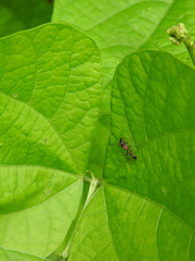 Myrmarachne melanocephala
