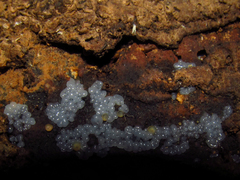 Myxomycetes