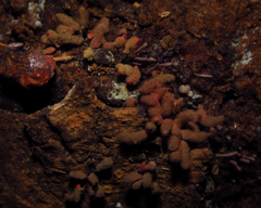 Myxomycetes
