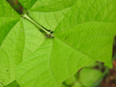 Myrmarachne melanocephala