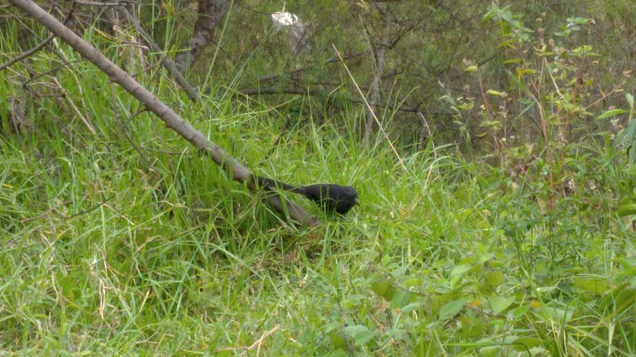Crotophaga image
