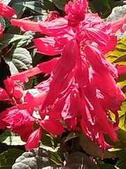 Salvia splendens