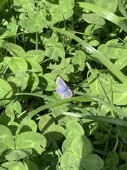 Zizina otis labradus