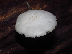 Fungi