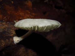Fungi