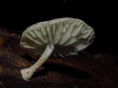 Fungi