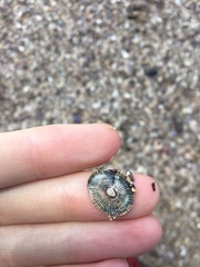 Siphonaria funiculata