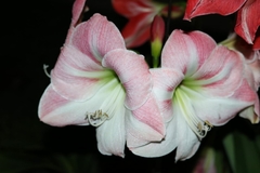 Hippeastrum