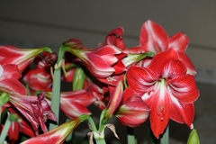 Hippeastrum