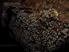 Myxomycetes