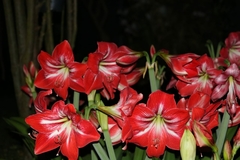 Hippeastrum