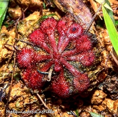 Image of Drosera cayennensis