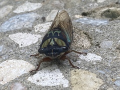 Neotibicen lyricen virescens