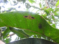 Conogethes semifascialis