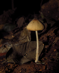 Fungi