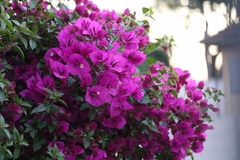 Bougainvillea