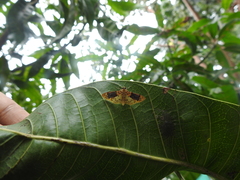 Conogethes semifascialis