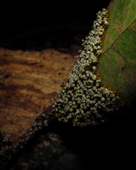 Myxomycetes