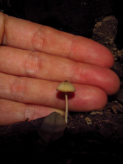 Fungi