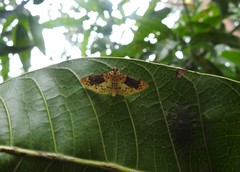 Conogethes semifascialis