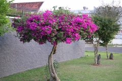 Bougainvillea