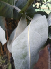 Magnoliopsida