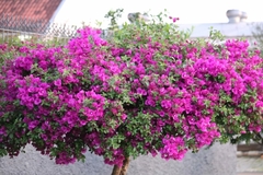 Bougainvillea