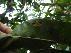 Conogethes semifascialis