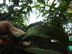 Conogethes semifascialis