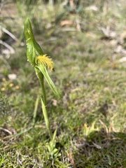 Pterostylis tasmanica