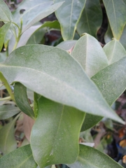 Magnoliopsida