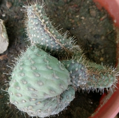 Magnoliopsida