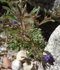 Schistophragma intermedium