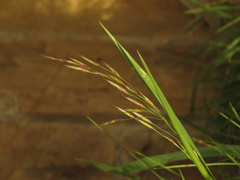 Bromus pitensis