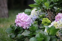 Hydrangea macrophylla