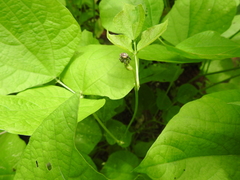 Sternuchopsis fabricii