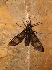 Cosmosoma xanthosticta