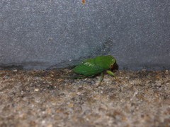 Chremistica ochracea