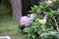 Hydrangea macrophylla
